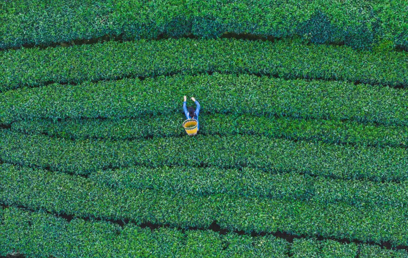 雅安 茶农